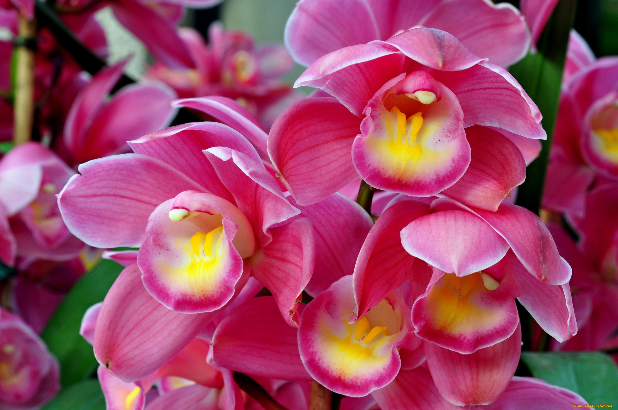 , , flowers, flowering, orchids, 